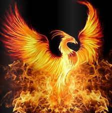 Picture of DR PHOENIX