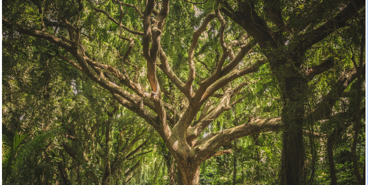 Jillian Reigert My Teacher Tree